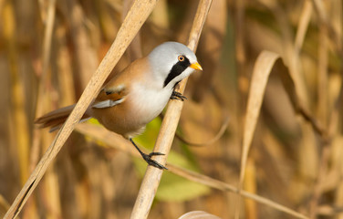 Bearded tit, Panurus biarmicus. The male has a luxurious mustache