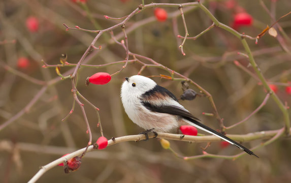 Long-tailed tit, Aegithalos caudatus, Autumn portrait. The bird sits on a branch.