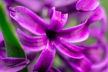 Blue Hyacinth flowers macro photography with blur background. Beautiful early spring flowers used to celebrate Easter.