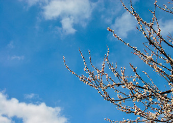 tree branches against blue sky