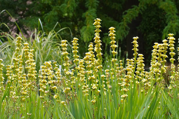 Binsenlilie Sisyrinchium striatum, eine immergrüne Staude - pale yellow-eyed-grass or Sisyrinchium striatum