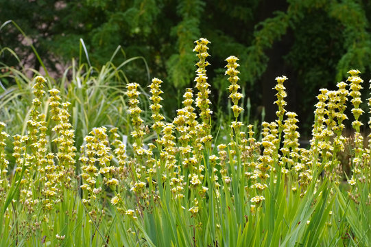 Binsenlilie Sisyrinchium striatum, eine immergr&uuml;ne Staude - pale yellow-eyed-grass or Sisyrinchium striatum