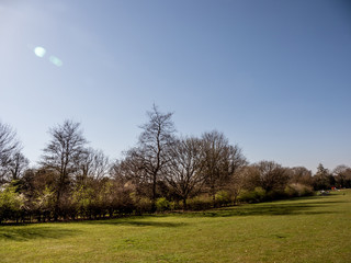  trees in the park