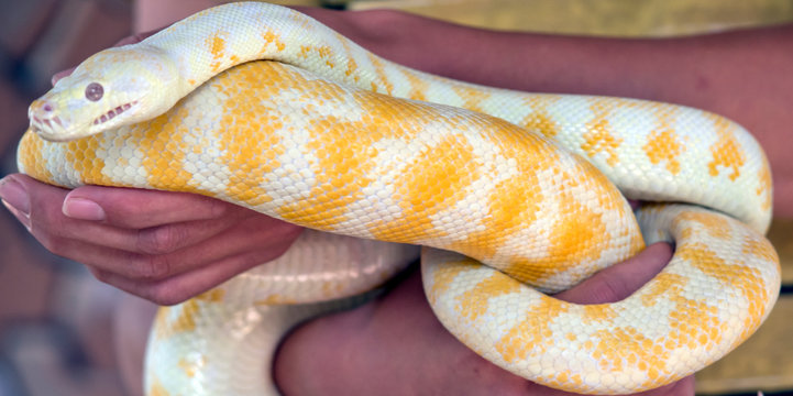 this is an albino python