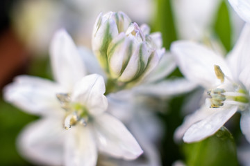 Macro shot of hyacinth flower on white background