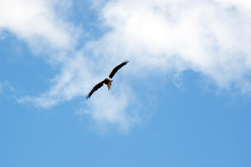 Obraz premium the black kite is flying amongst the clouds