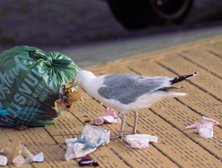 Möwe in Nieuwpoort