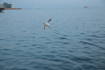 Fototapeta na wymiar Single seagull flying with with sea as a background . Seagulls are flying above the sea, the sky is blue and cloudless .