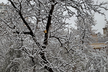 The COVID-19 corona virus pandemic, the state of emergency and the delayed, heavy snowfall on tree branches, Sofia, Bulgaria  