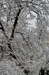 The COVID-19 corona virus pandemic, the state of emergency and the delayed, heavy snowfall on tree branches, Sofia, Bulgaria  