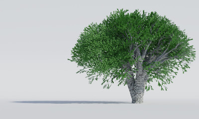 isolated deciduous tree on a white background. 3D Rendering.