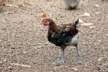 the chicken is looking for food