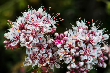 Flat top Buckwheat