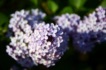 branch of blooming lilacs close-up 