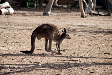 western grey kangaroo is  bounding along