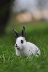 white rabbit in the grass