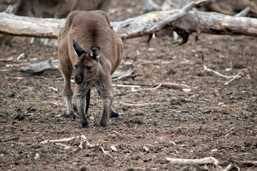 this is a male western grey kangaroo