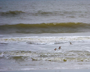 Coastal Breeze