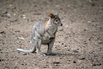 the pademelon is standing on its hind leg
