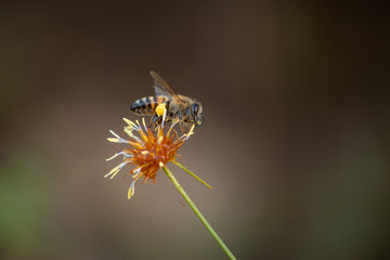  bee and flower