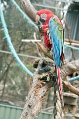 this is a side view of a red-and-green macaw
