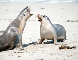 the sea lions are having a disagreement