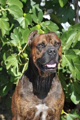 Spanish Alano purebred spanish dog tabby color  on the grass