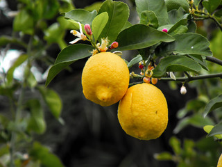 lemons on tree