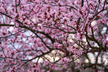 beautiful spring landscape - blooming trees, bright pink and white flowers as background
