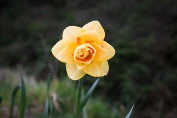 Bonita flor amarilla con efecto bokeh