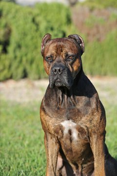 Spanish Alano purebred spanish dog tabby color  on the grass