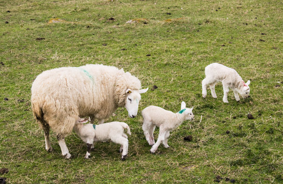 Familia de ovejas pastando y jugando en Irlanda