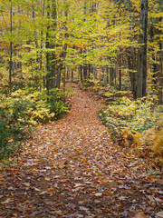 Forest trail in autumn with ground covered in leaves