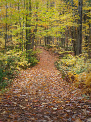 Forest trail in autumn with ground covered in leaves