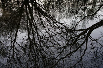 Water trees forest spring season with peace and silence