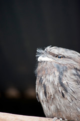 this is a side view of a Tawny frogmouth
