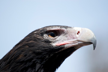 this is a close up of a wedge tail eagle