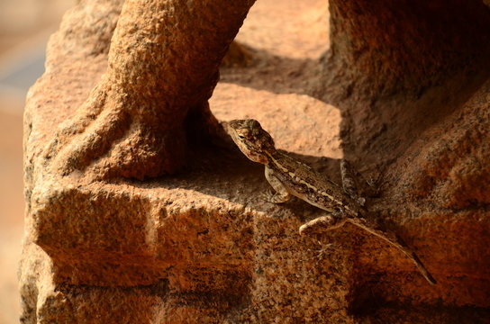 indian chameleon / lizard 