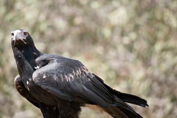 this is a close up of a wedge tail eagle