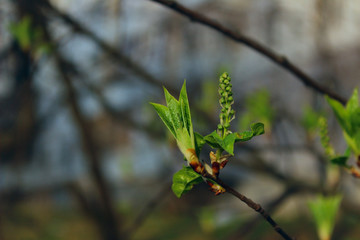 Abstract spring background. A branch of a plant with young green leaves, blurred background.
