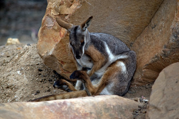 the Yellow footed rock wallaby  is in a rock crevis