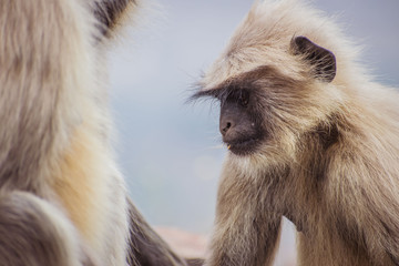 Portrait of a langur Series- 3