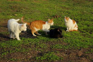Naklejka na ściany i meble Animals, pets, animals day concept. Four stray cat walking outside, green grass background. 