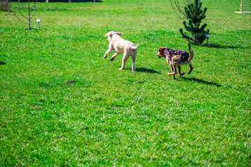 Fototapeta premium Dog playing