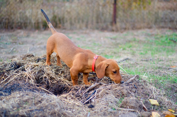 red dachshund dog
