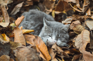 picture of a cat laying in the autumn leaves