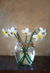 bouquet of white daffodils