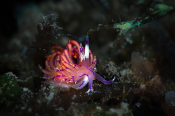 Naklejka na ściany i meble Nudibranch Unidentia sandramillenae. Underwater macro photography from Tulamben, Bali, Indonesia