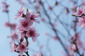 Peach tree flowers in spring. Peach blossoms are light pink to carmine, to purplish in color. Each...