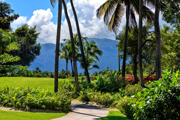 Tropical Landscape and Green Foliage in Puerto Rico